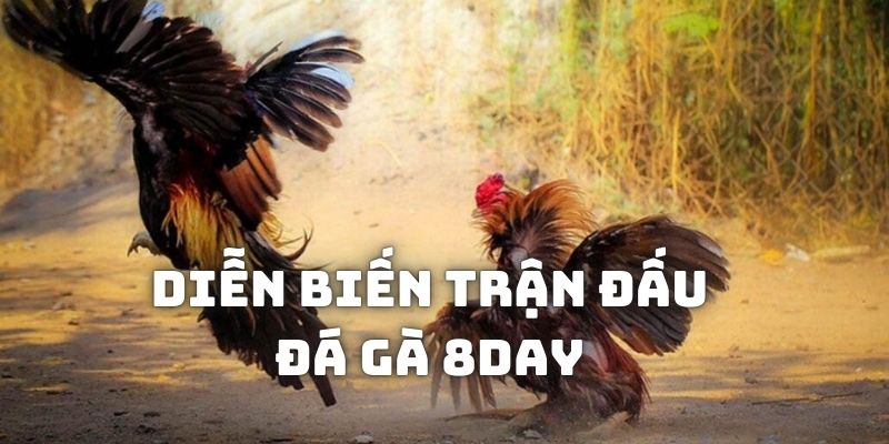 Diễn biến trận chọi kê được trình chiếu tại 8day