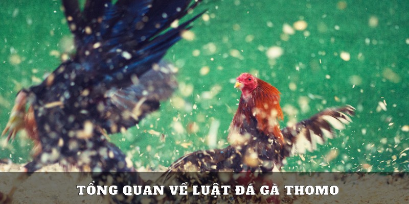 Tìm hiểu luật chơi đá gà Thomo