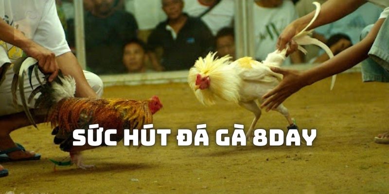 Giải mã sức hút của Đá gà 8day